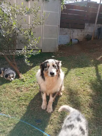Photo de l'élevage Des Loups d'Odin