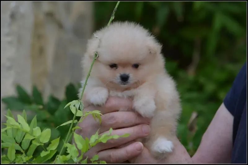 Chiot, Spitz allemand, élevage Crazy Charms