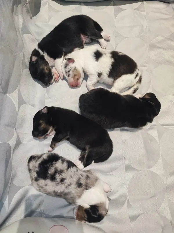 Photo de l'élevage Des Patounes d'Aur