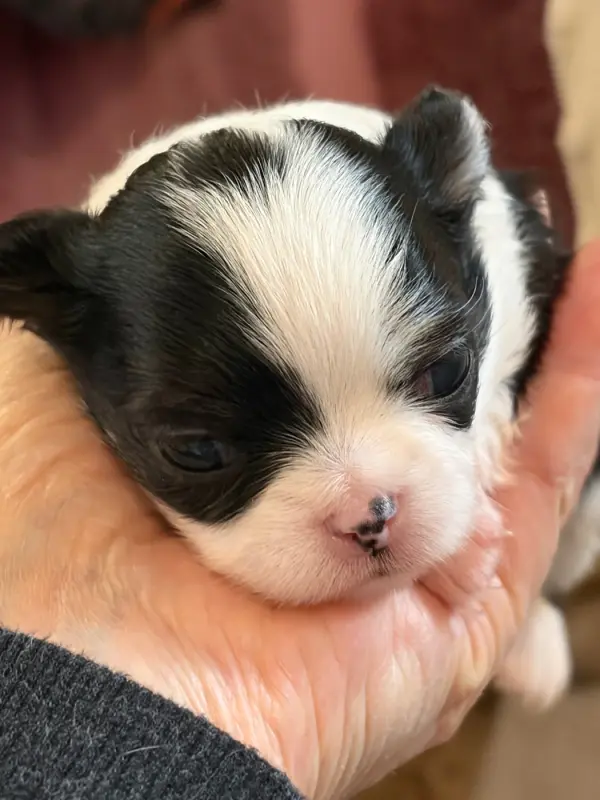 Portée de Chihuahua, élevage Des Petits Jedi