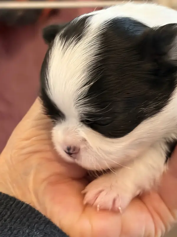 Portée de Chihuahua, élevage Des Petits Jedi
