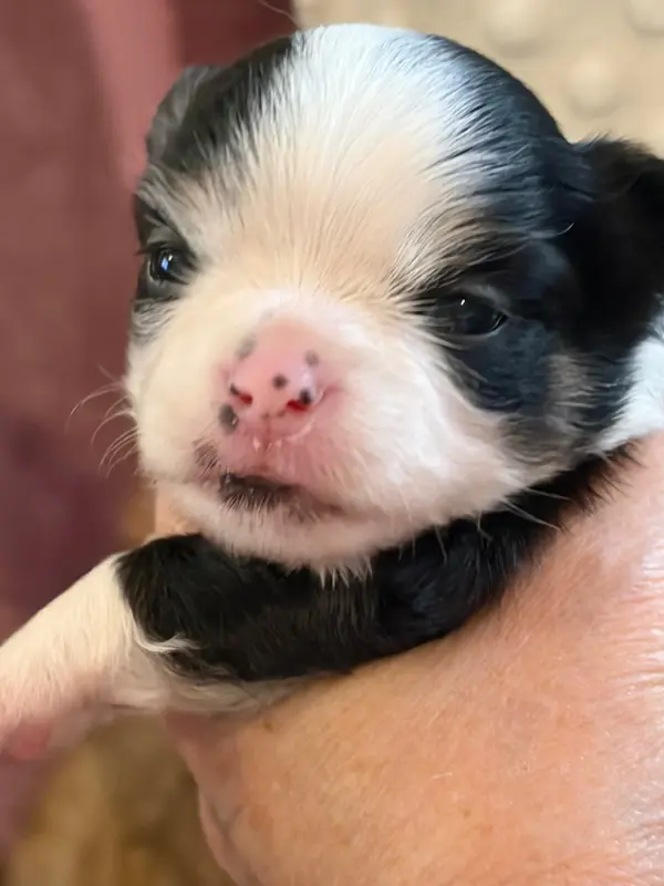 Bee (mine), Chihuahua, élevage Des Petits Jedi