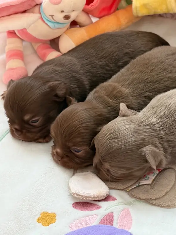 Portée de Chihuahua, élevage Des Petits Jedi