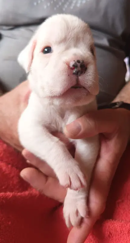 Chiot, Boxer, élevage Des Diablotins du Sud