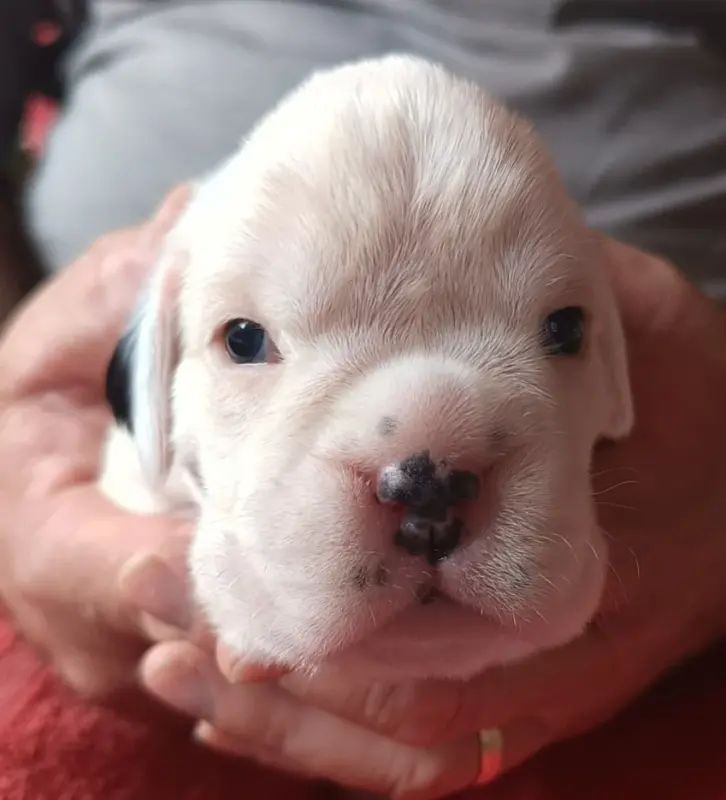 Chiot, Boxer, élevage Des Diablotins du Sud