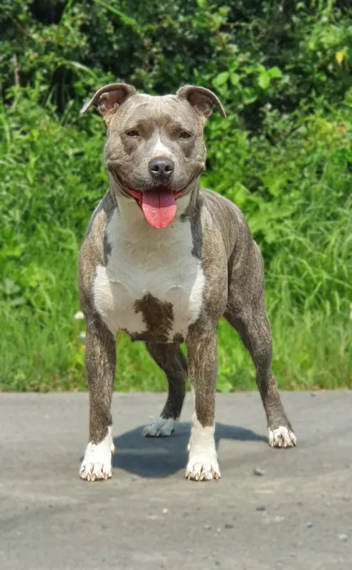 Mère de la portée de American Staffordshire terrier, élevage Of Ghost's Empire