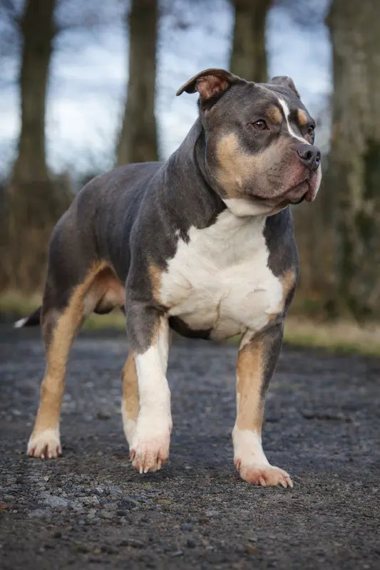 Père de la portée de American Staffordshire terrier, élevage Of Ghost's Empire