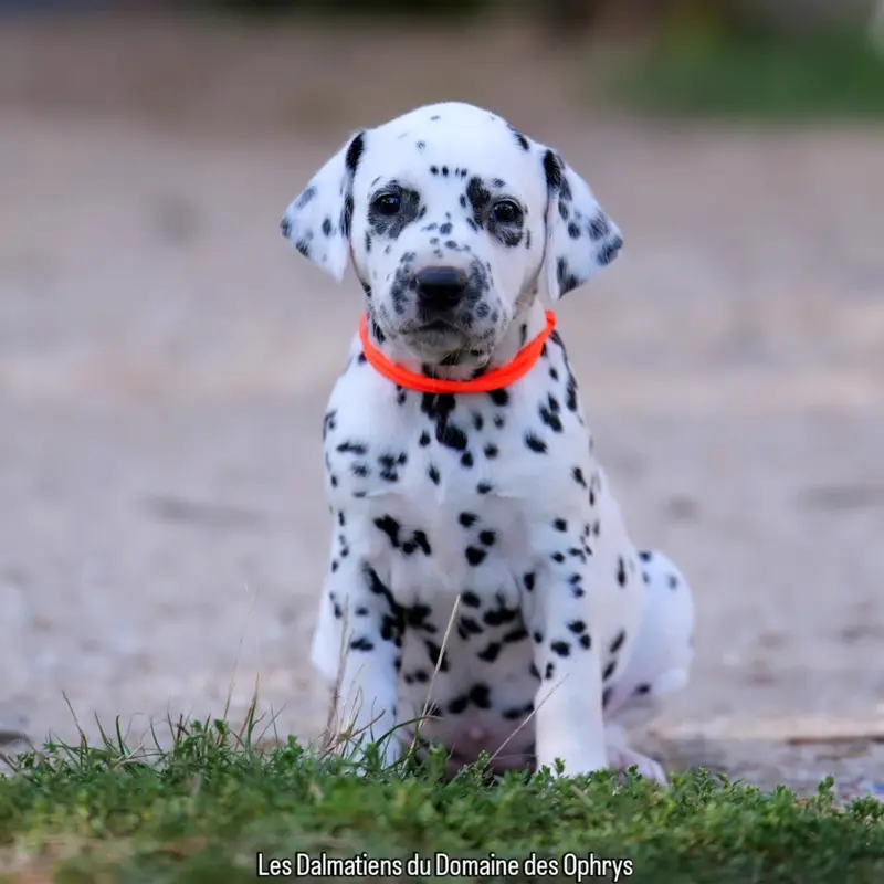 Portée de Dalmatien, élevage Du Domaine des Ophrys