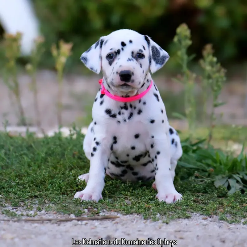 Collier Rose, Dalmatien, élevage Du Domaine des Ophrys