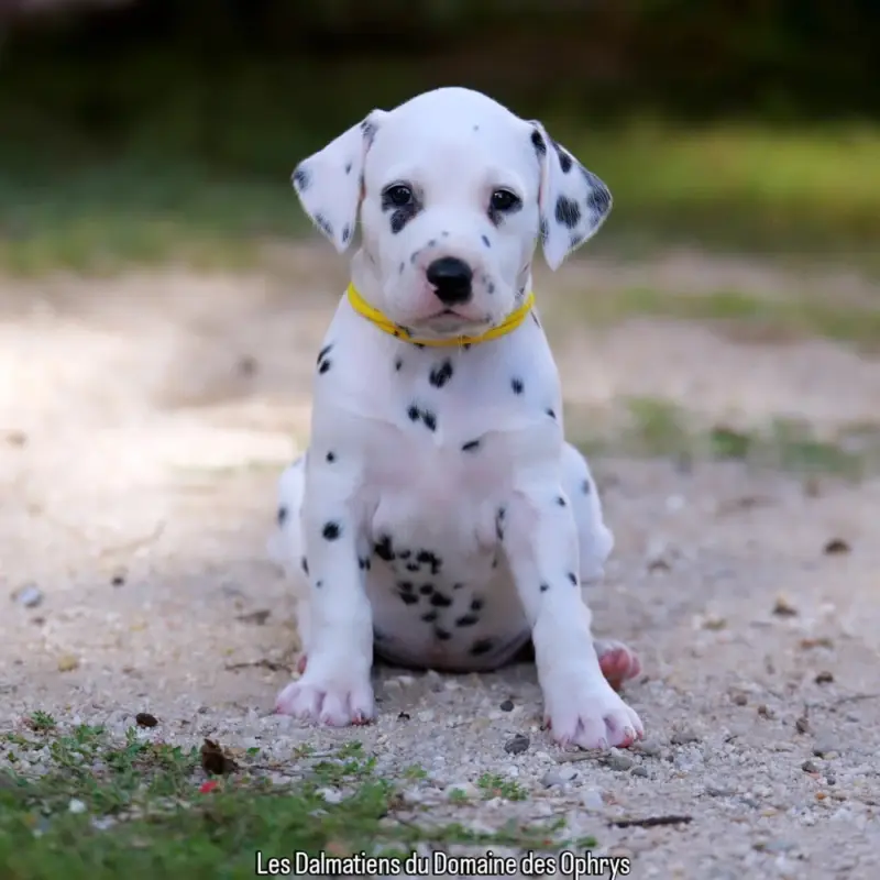 Portée de Dalmatien, élevage Du Domaine des Ophrys
