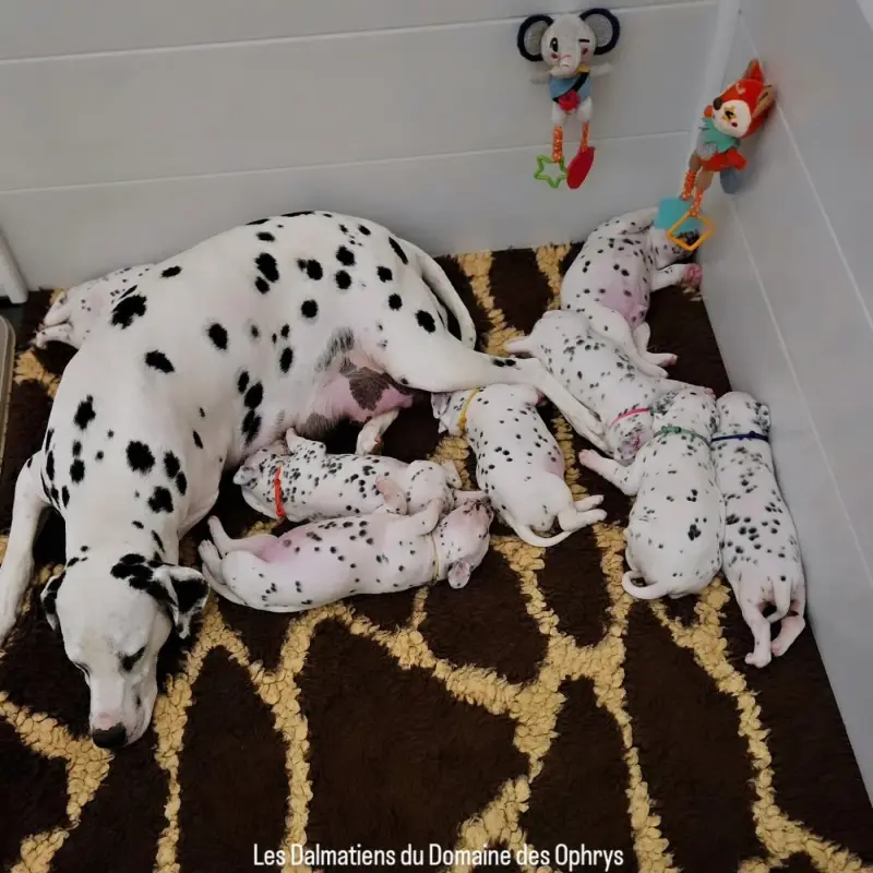 Portée de Dalmatien, élevage Du Domaine des Ophrys