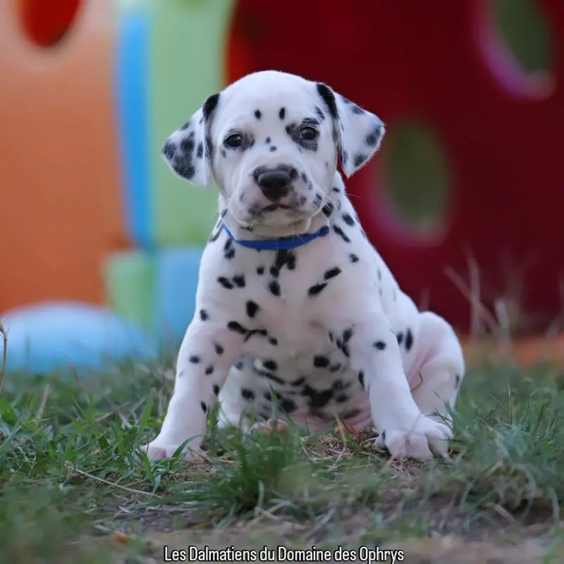 Collier Bleu, Dalmatien, élevage Du Domaine des Ophrys