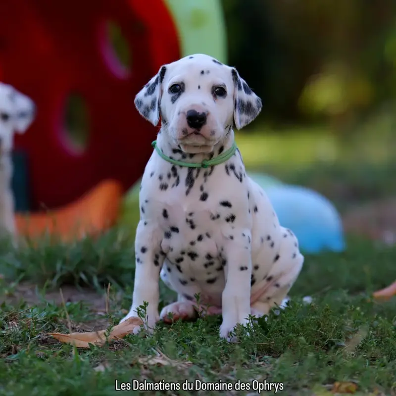 Collier Vert, Dalmatien, élevage Du Domaine des Ophrys