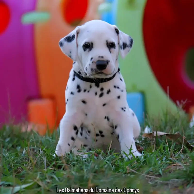 Portée de Dalmatien, élevage Du Domaine des Ophrys