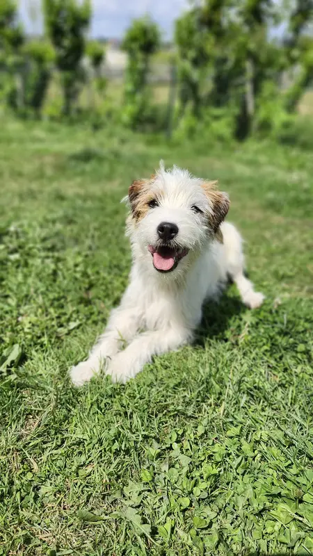 Photo de l'élevage Des Puppies de Madras