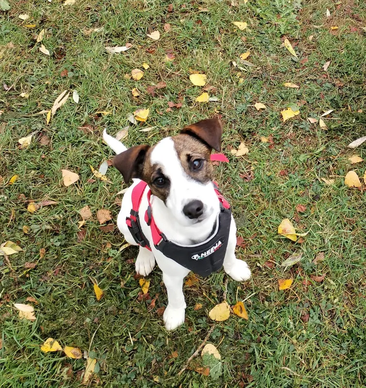 Photo de l'élevage Des Puppies de Madras