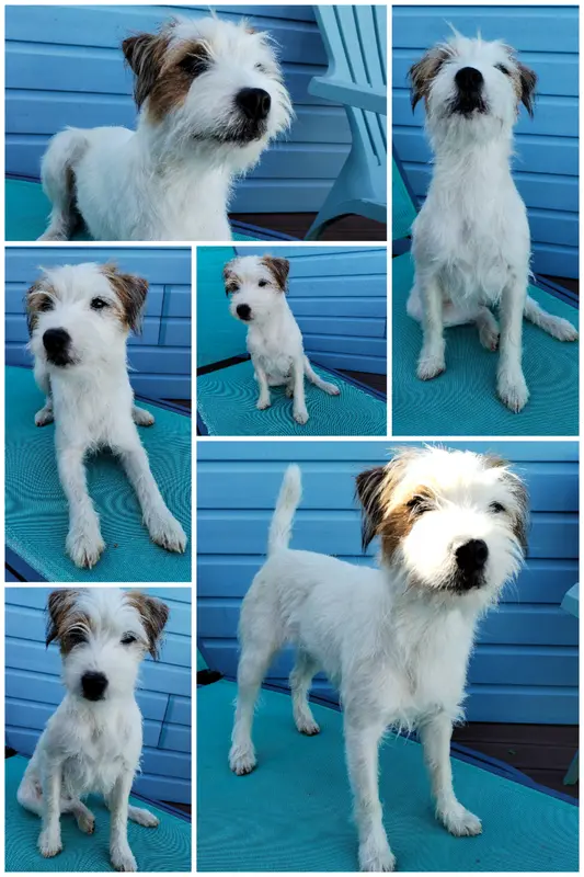 Photo de l'élevage Des Puppies de Madras