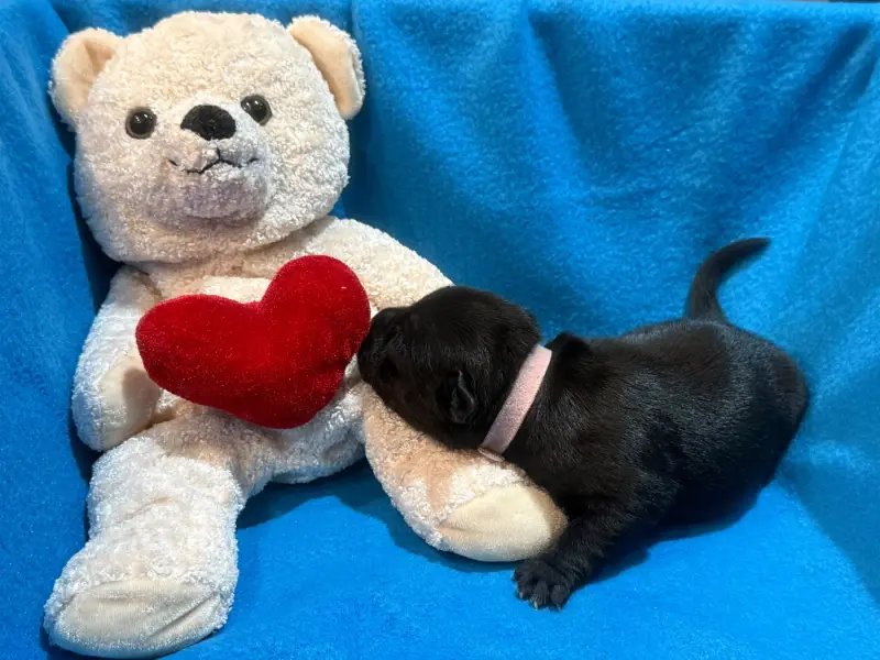 Femelle Rose, Staffordshire bull terrier, élevage King of Caribs