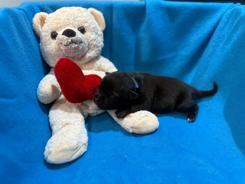 Male Bleu, Staffordshire bull terrier, élevage King of Caribs
