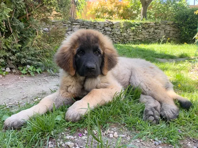 Portée de Leonberger, élevage Du Domaine Tout y Croit