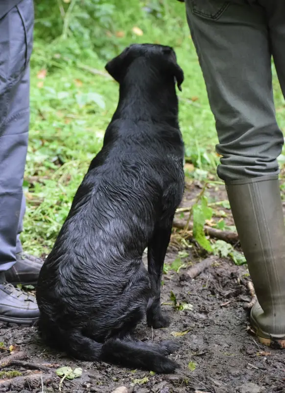 Portée de Labrador retriever, élevage De l'Essart aux Pommiers