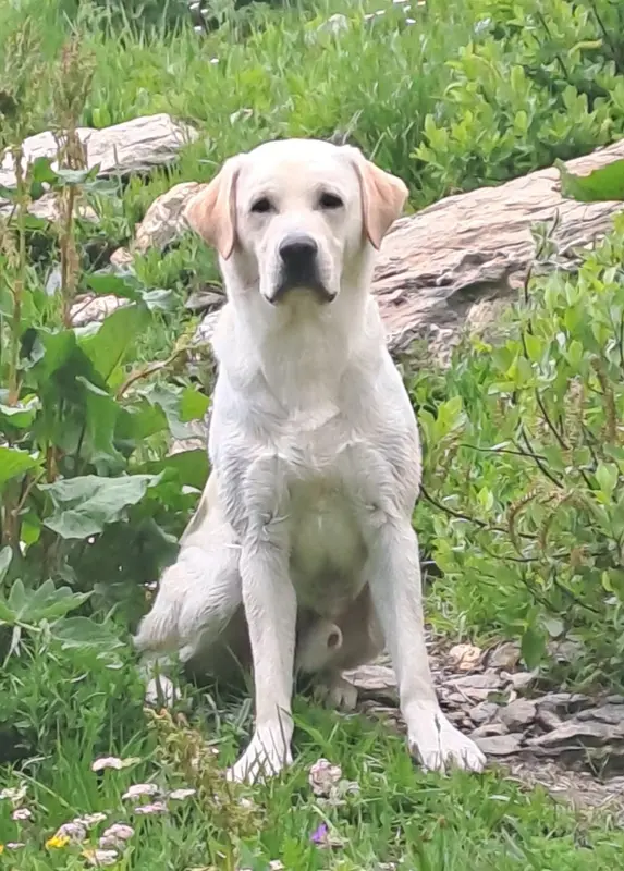 Portée de Labrador retriever, élevage De l'Essart aux Pommiers