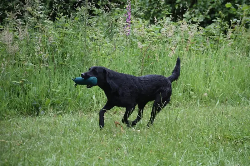 Portée de Labrador retriever, élevage De l'Essart aux Pommiers