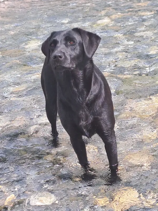 Portée de Labrador retriever, élevage De l'Essart aux Pommiers