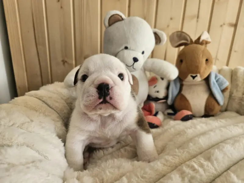 Balthazar, Bulldog anglais, élevage Bulls Rollon de Normandie