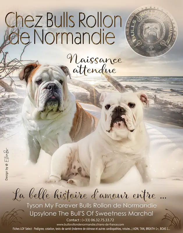 Photo de l'élevage Bulls Rollon de Normandie