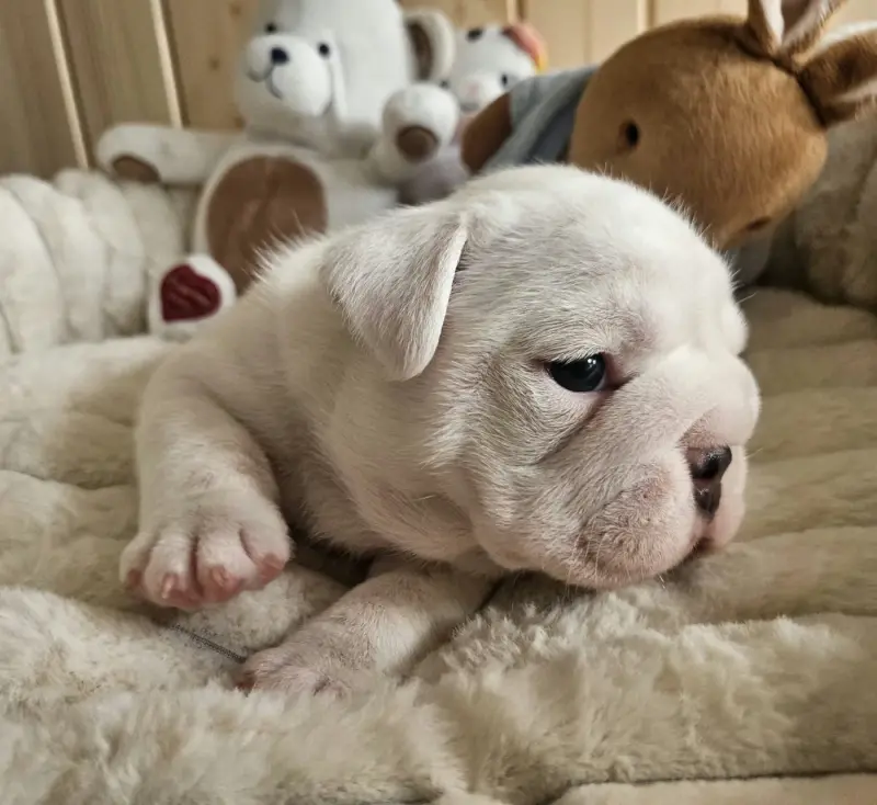 Belle, Bulldog anglais, élevage Bulls Rollon de Normandie