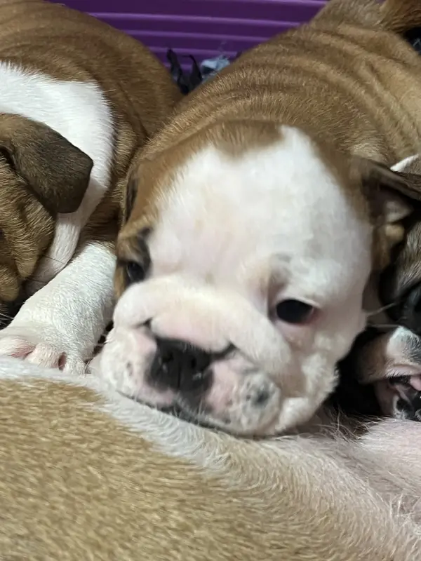 Mère de la portée de Bulldog anglais, élevage Bulls Rollon de Normandie