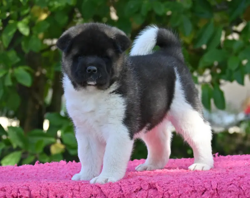 Chiot, Akita américain, élevage Something Paint