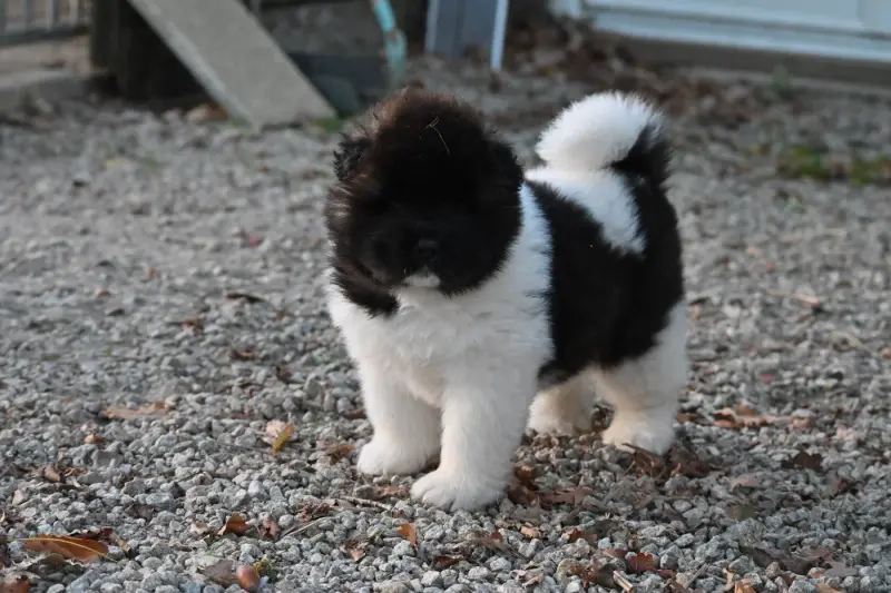 Baya, Akita américain, élevage Something Paint