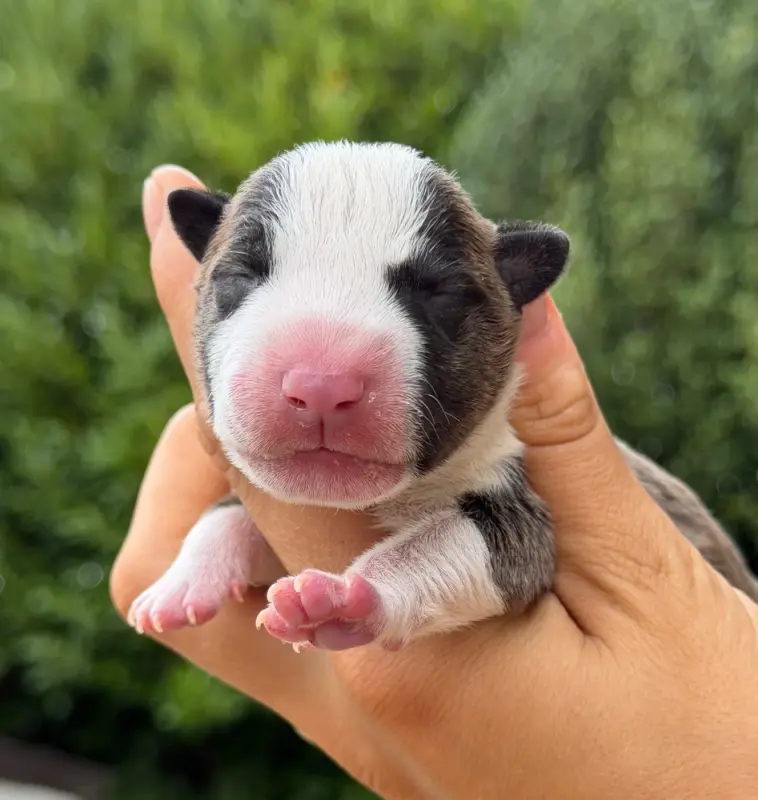 Portée de Bull terrier miniature, élevage Du Domaine des Demons Bretons