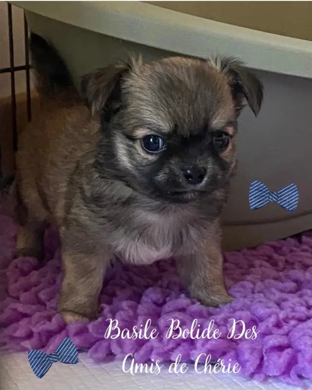 Basile Bolide, Chihuahua, élevage Des Amis de Cherie