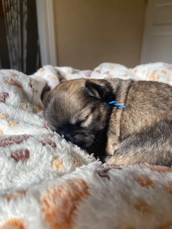 Photo de l'élevage Des Amis de Cherie