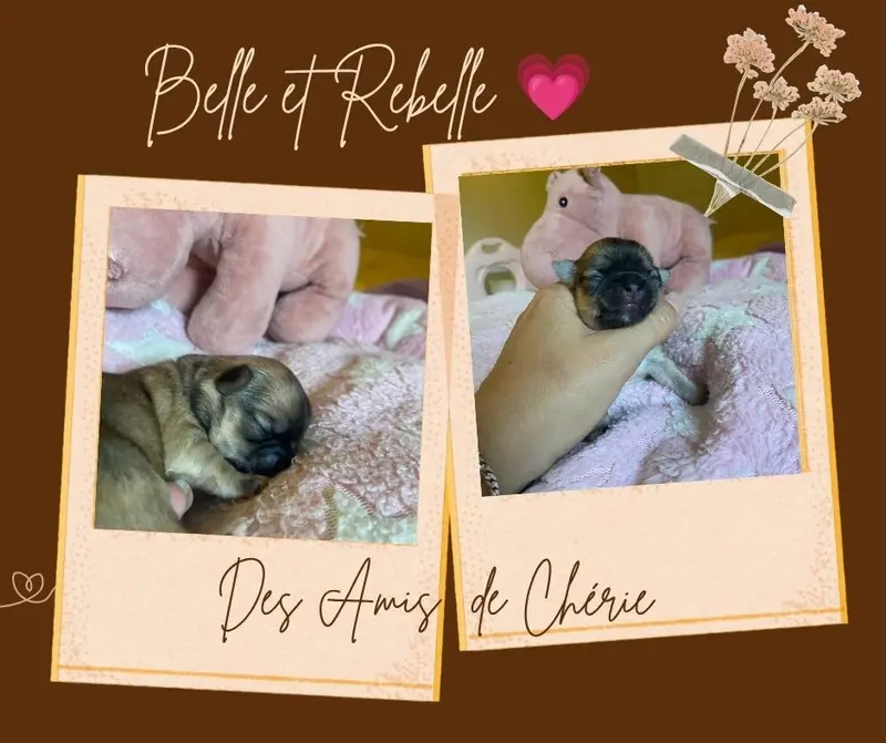 Portée de Chihuahua, élevage Des Amis de Cherie