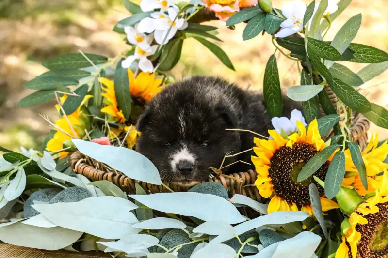 Portée de Akita inu, élevage The Guardian of Silver Souls