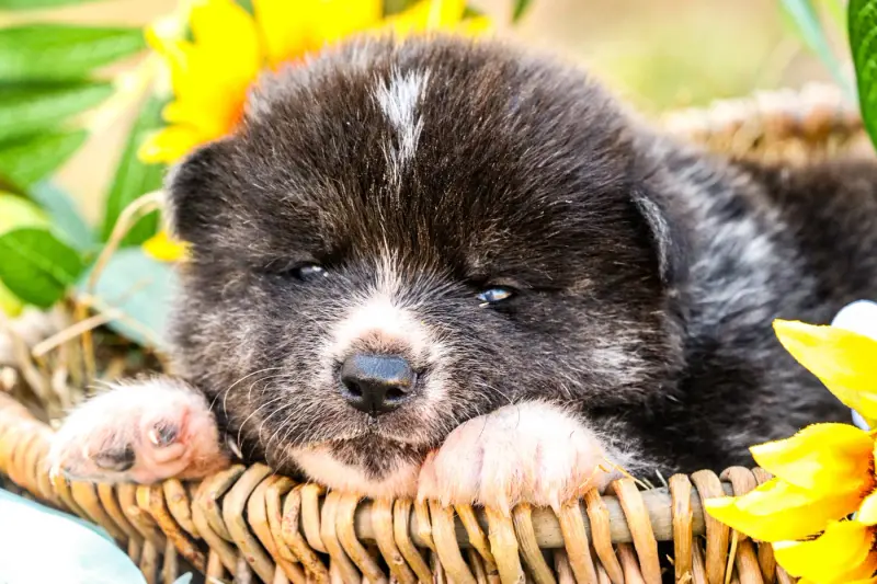Portée de Akita inu, élevage The Guardian of Silver Souls