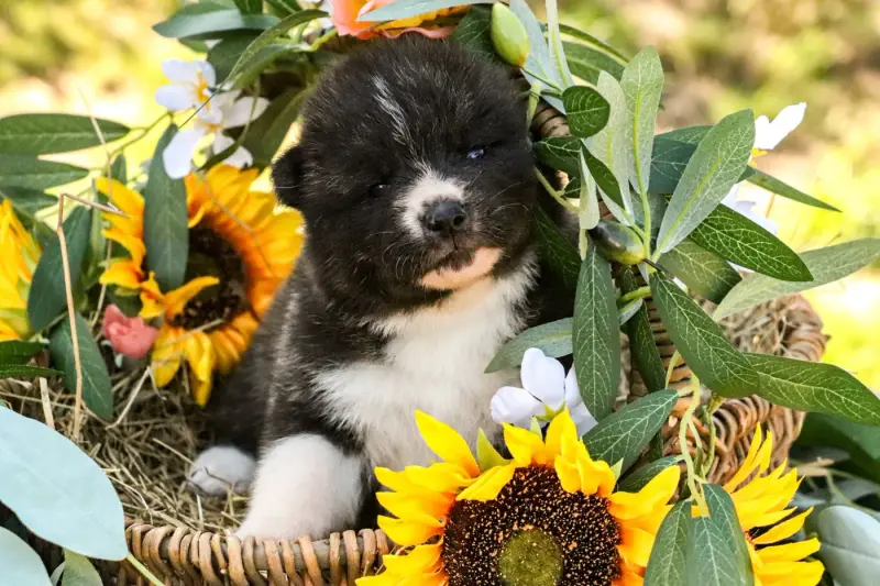 Boku Wa Takara, Akita inu, élevage The Guardian of Silver Souls
