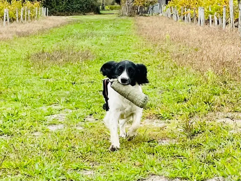 Mère de la portée de English springer spaniel, élevage Waya