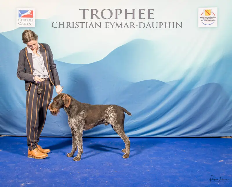 Père de la portée de Chien d'arrêt allemand à poil dur, élevage Du Plateau des Bruyeres