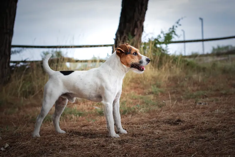 Père de la portée de Parson Russell terrier, élevage Budawang