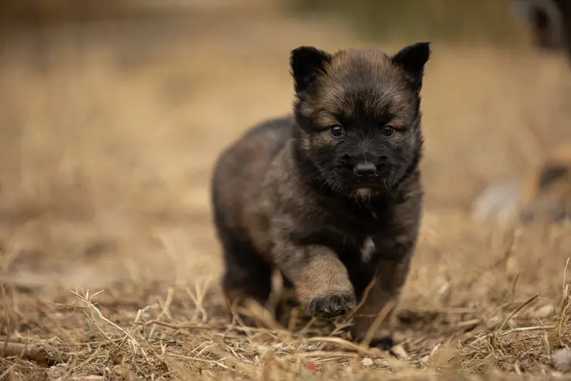 Chiot, Berger belge, élevage Des Feux de l'Espoir