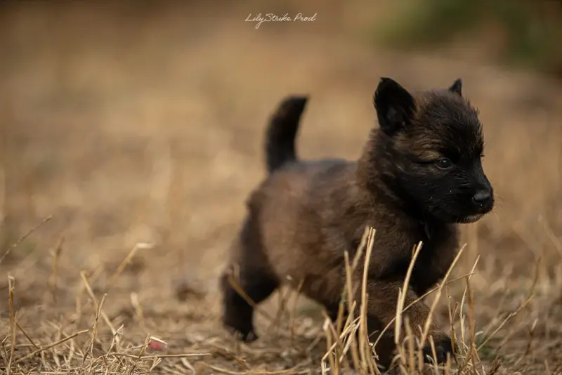 Chiot, Berger belge, élevage Des Feux de l'Espoir