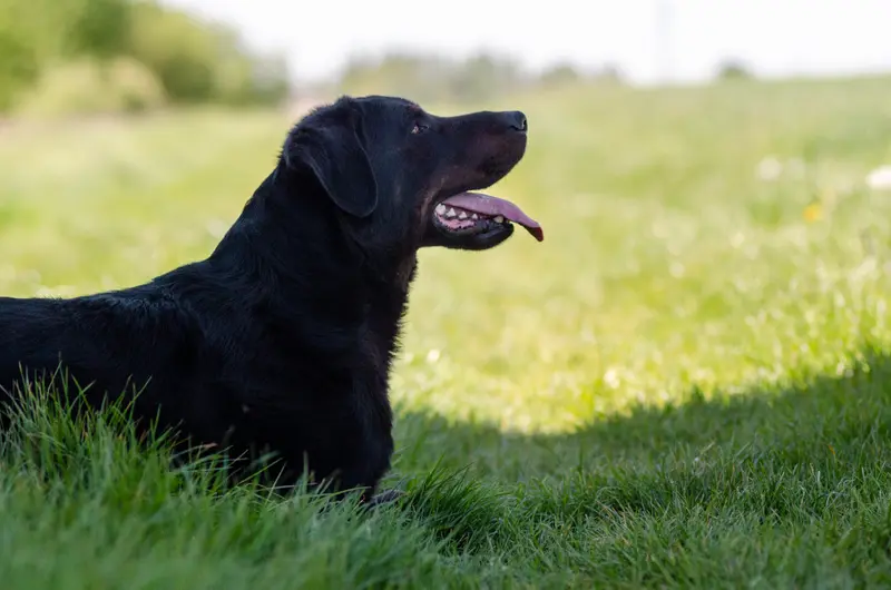 Portée de Beauceron, élevage Des Feux de l'Espoir