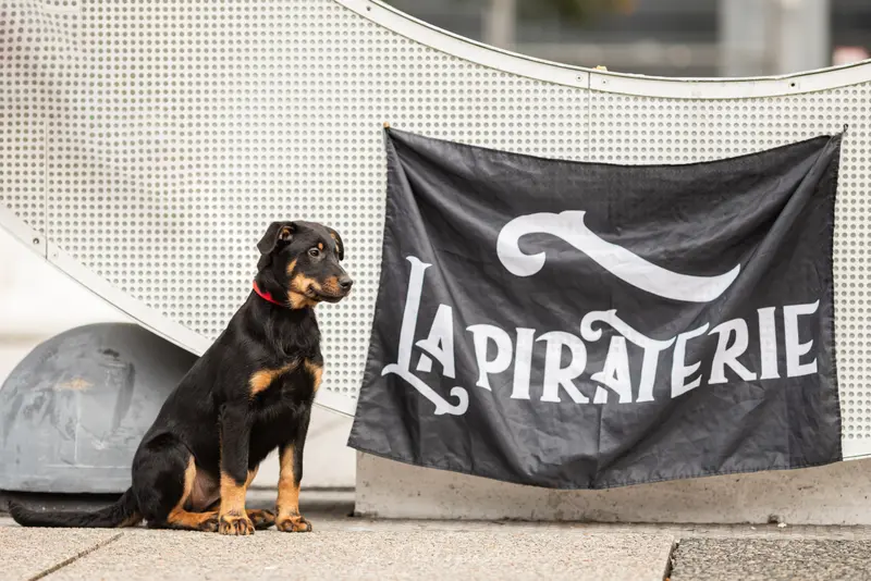 Portée de Beauceron, élevage Des Feux de l'Espoir