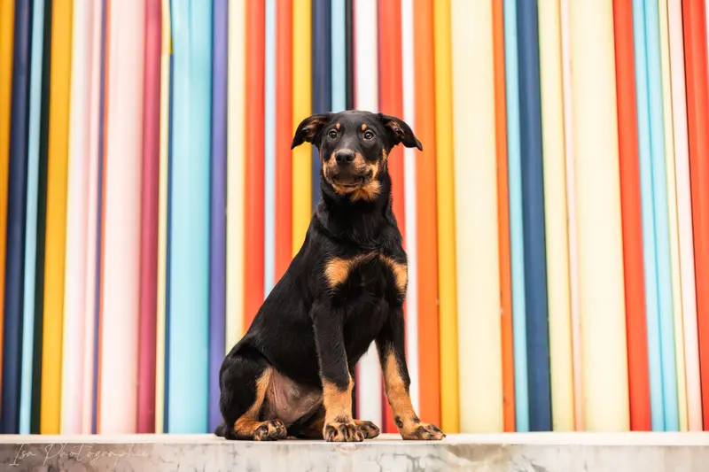 Portée de Beauceron, élevage Des Feux de l'Espoir