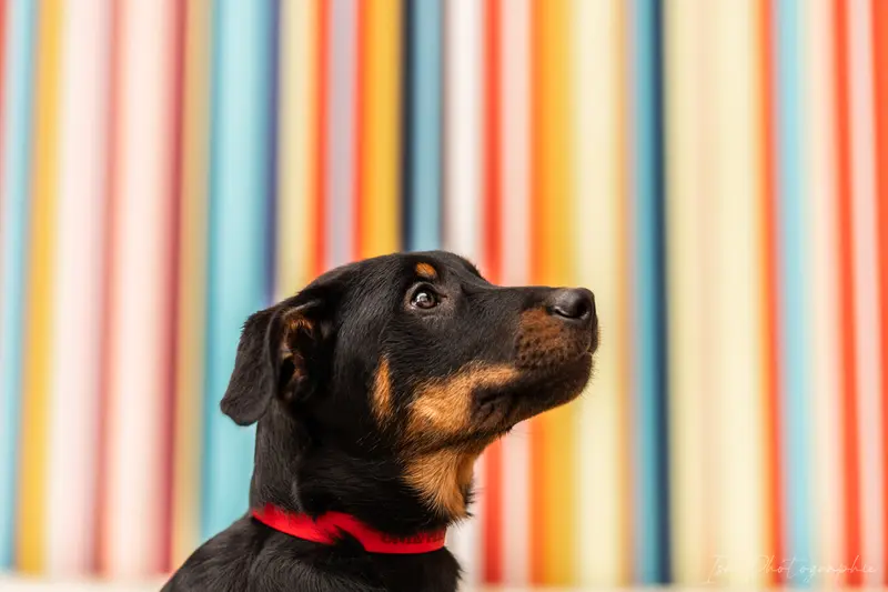 Portée de Beauceron, élevage Des Feux de l'Espoir